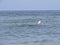 One Single Woman Lady Alone Silhouette Head Swimming in Sea Waves with White Hat