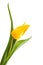 One single yellow Dutch Tulip