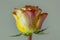 One single yellow and pink rose covered in moisture