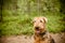 One sitting Black brown Airedale Terrier dog isolated on nature forest background.A beautiful portrait photography of a