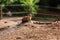 One sitting natural marmot, meerkat look out of the burrow. Curious european suslik posing to photographer. little sousliks