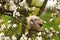 One six week old owl chick eagle owl sits in a tree full of white blossoms. Orange eyes look at you