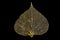 One skeleton leaf