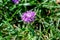 One small blue flower of Stokesia laevis plant, commonly known as Stokes` aster, and green leaves grass, in a garden in a sunny su