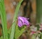 One small, blue and purple flower in the shape of a bell.   Small Orchid flowers are blooming.