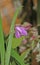 One small, blue and purple flower in the shape of a bell.   Small Orchid flowers are blooming.