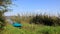 One small boat and clump of reed in Bodensee lake