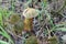 One small boletus satanas in summer forest