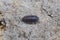 One small brown insect wood louse is sitting on gray earth