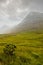 One small bush in a field in foreground. Mountain in a fog in the background.