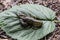 The one small crayfish sit on  the green leaf against background. Crayfish outdoor