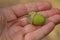 One small green acorn lies in the palm