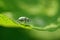 One small green beetle weevil sits on a leaf of a plant