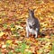 One small kangaroo standing in autumn leaves