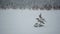 One small lonely evergreen pine in blizzard in winter field, Karelia, Russia