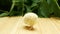 One a small newborn chick walks on a wooden table and pecks grain. Close-up.