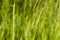 one small one sprout of grass among green vegetation against green background. Environment concept