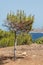 One Small Pinus halepensis, Aleppo pine Tree