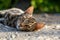 One small shorthair tabby kitten lying on ground in garden