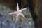 One small starfish