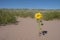 One Small Sunflowers Blooming in a Sand Dune #2