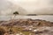 One small tree grows on a rough stone land by a lake. Mountains and small island in a fog. Connemara, Ireland. Mystic atmosphere.