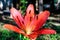 One small vivid red flower of Lilium or Lily plant in a British cottage style garden in a sunny summer day, beautiful outdoor