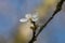 One small white damson tree flower, Prunus domestica insititia, blossoming in spring showing long stamens, close-up view