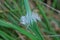 One small white feather lies on long green grass