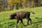 One small young animal or calf of wisent or European Bison, Bison bonasus in Latin is living in western Switzerland.