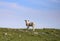 One small young white lamb grazes on green grass against the blue sky