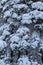 One snow covered spurce forest, close, vertical image