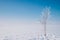 One snowy tree on the right and footprints on snow around the tree.