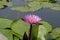 One soft magenta lotus at center with soft blur background