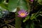 One soft magenta and yellow petal lotus at center with soft blur background