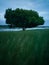 One solid tree with a large canopy overgrown with green leaves during windy evening