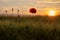 One solitary poppy flower Papaver rhoeas at sunset. Flowers, plants and landscape