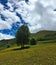 One solitary tree grew on the mountainside