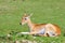 One Southern Lechwe antelope resting - side view