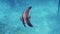 One spadefish swims in tropical waters. Blue sea, marine wildlife