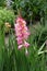 One spike of pink flowers of Gladiolus hortulanus