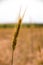 One spike of wheat in a field in summer