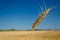 One spikelet of wheat on blue clear sky in a sunny summer hot day in a wide yellow field. Season of a harvesting. Close up of corn