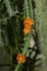 One-spined wickerware cactus Pfeiffera monacantha, with orange flowers