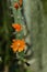 One-spined wickerware cactus Pfeiffera monacantha, orange flowers