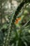 One-spined wickerware cactus Pfeiffera monacantha, single orange flower