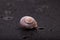 One spiral snail shell on black mirror wet surface. abstraction