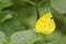 One-spot grass yellow Eurema andersonii
