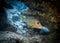 One-spot Snapper Fish against a background of corals over the bottom of the Indian ocean