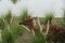 One Spotted deer in cage at public park in Thailand